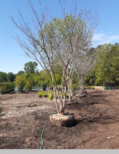 Completed tree work in Charlotte NC