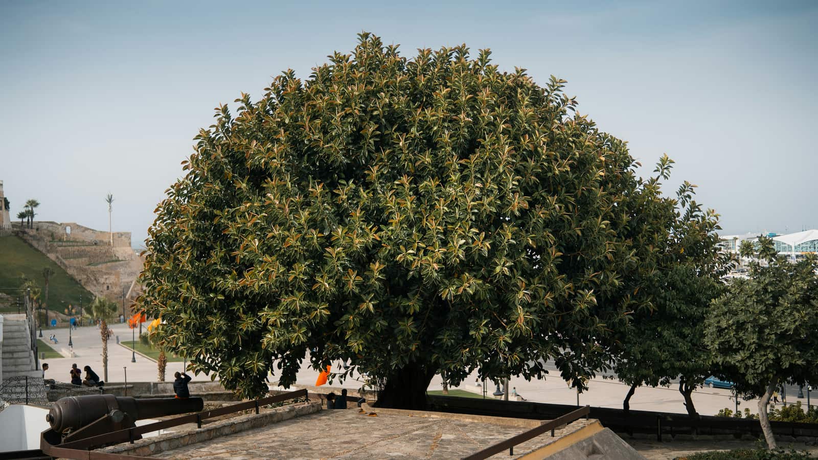 Tree health and farming Charlotte NC