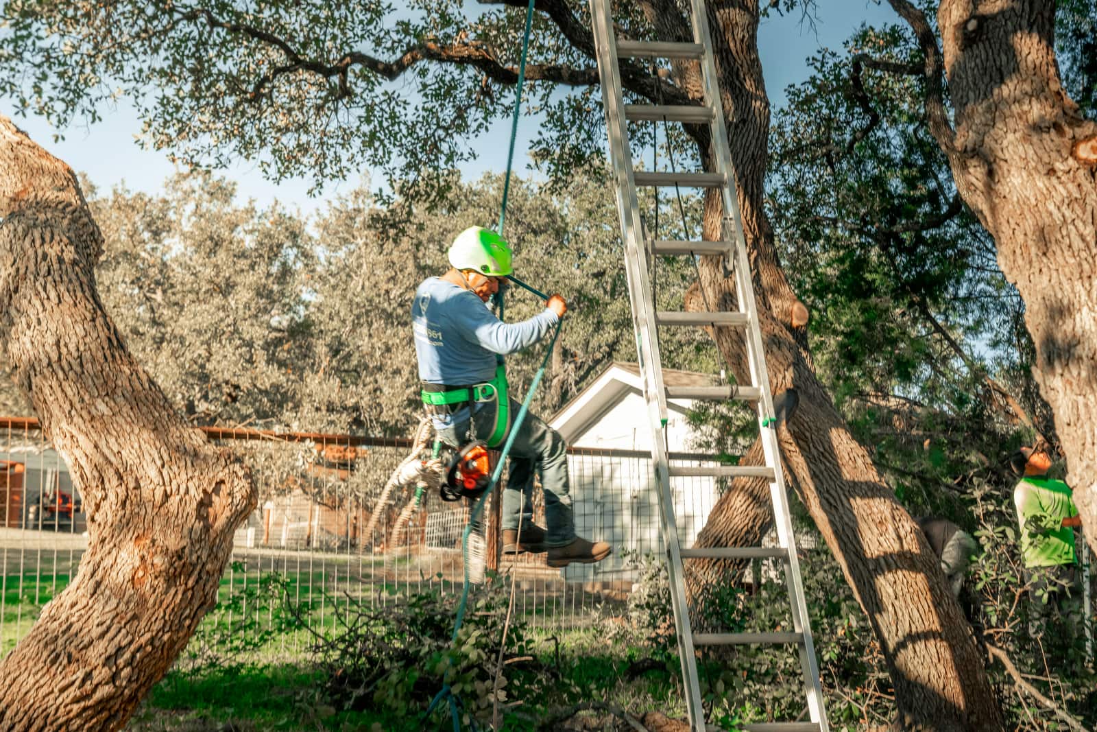 Tree trimming Charlotte NC